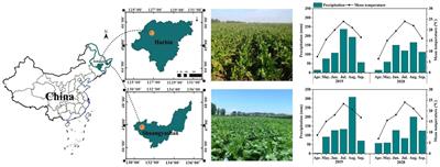 Slow-release boron fertilizer improves yield and nutritional profile of Beta vulgaris L. grown in Northeast China by increasing boron supply capacity